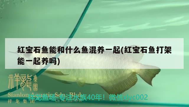 紅寶石魚能和什么魚混養(yǎng)一起(紅寶石魚打架能一起養(yǎng)嗎) 觀賞魚