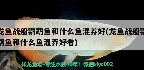 龍魚戰(zhàn)船鸚鵡魚和什么魚混養(yǎng)好(龍魚戰(zhàn)船鸚鵡魚和什么魚混養(yǎng)好看)