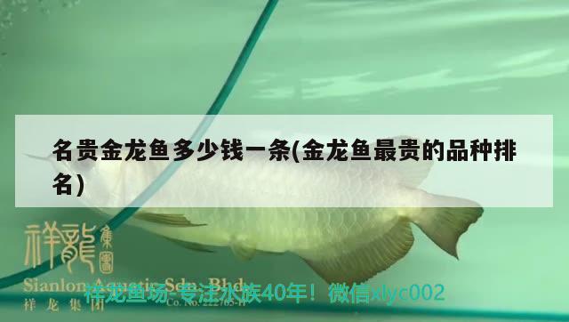 名貴金龍魚多少錢一條(金龍魚最貴的品種排名)