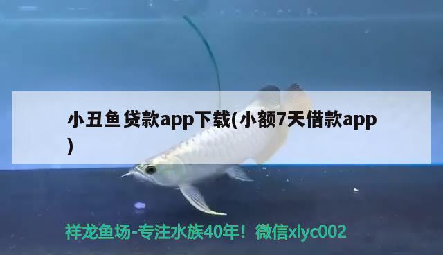 小丑魚貸款app下載(小額7天借款app) 海水魚