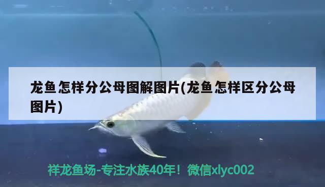 龍魚怎樣分公母圖解圖片(龍魚怎樣區(qū)分公母圖片)