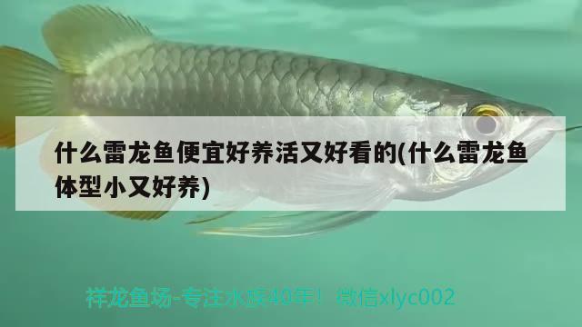 什么雷龍魚便宜好養(yǎng)活又好看的(什么雷龍魚體型小又好養(yǎng))