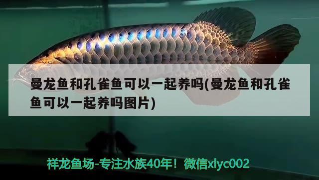 曼龍魚和孔雀魚可以一起養(yǎng)嗎(曼龍魚和孔雀魚可以一起養(yǎng)嗎圖片) 鸚鵡魚