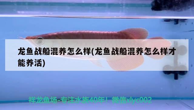 龍魚戰(zhàn)船混養(yǎng)怎么樣(龍魚戰(zhàn)船混養(yǎng)怎么樣才能養(yǎng)活)