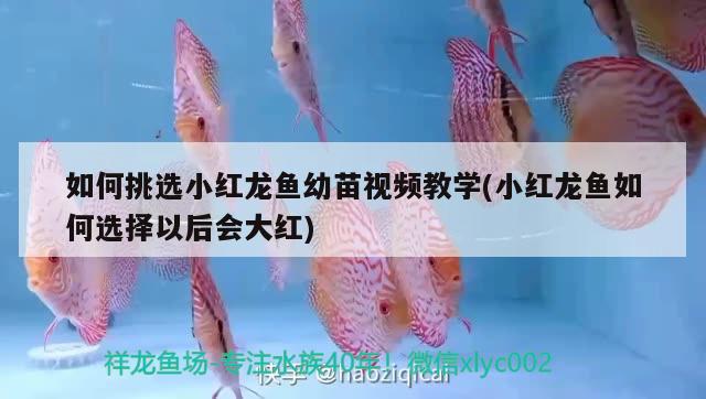 如何挑選小紅龍魚幼苗視頻教學(xué)(小紅龍魚如何選擇以后會大紅)