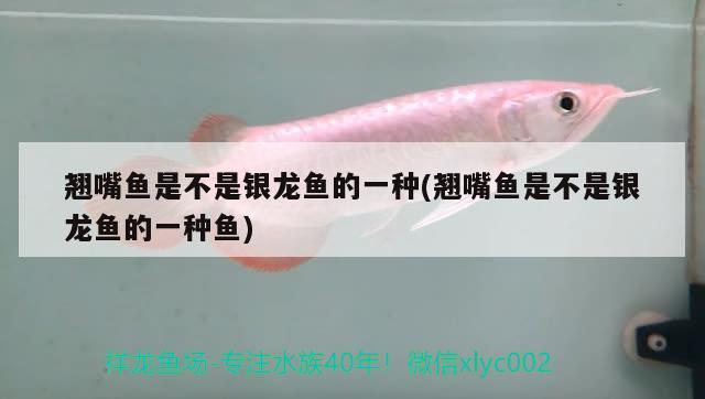 翹嘴魚是不是銀龍魚的一種(翹嘴魚是不是銀龍魚的一種魚)