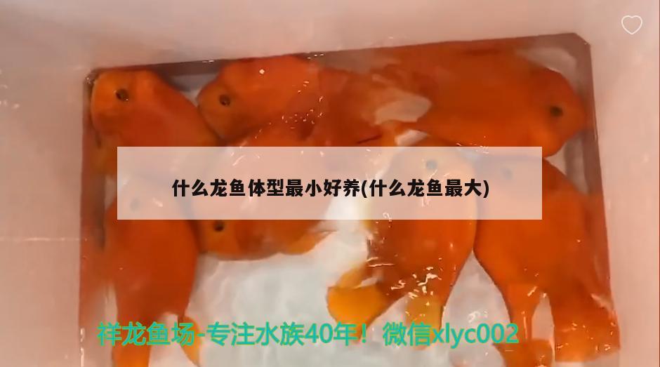 什么龍魚體型最小好養(yǎng)(什么龍魚最大)