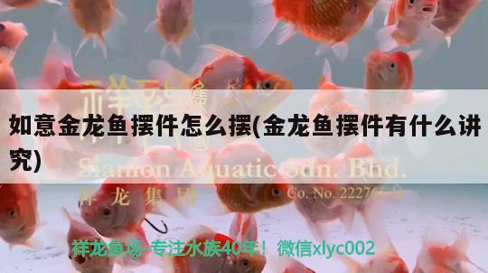 如意金龍魚擺件怎么擺(金龍魚擺件有什么講究) 過背金龍魚