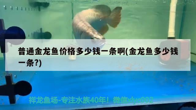 普通金龍魚價格多少錢一條啊(金龍魚多少錢一條?)