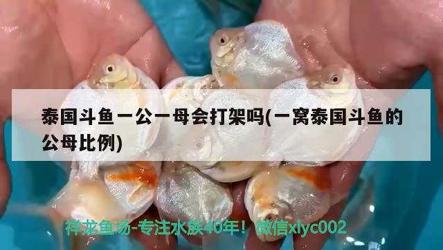 泰國(guó)斗魚(yú)一公一母會(huì)打架嗎(一窩泰國(guó)斗魚(yú)的公母比例) 泰國(guó)斗魚(yú)