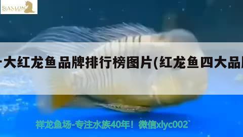 十大紅龍魚品牌排行榜圖片(紅龍魚四大品牌) 星點(diǎn)金龍魚