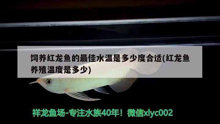 飼養(yǎng)紅龍魚的最佳水溫是多少度合適(紅龍魚養(yǎng)殖溫度是多少)