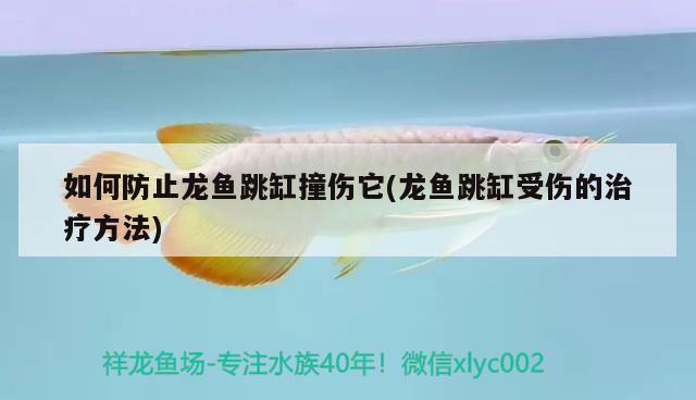 如何防止龍魚跳缸撞傷它(龍魚跳缸受傷的治療方法)