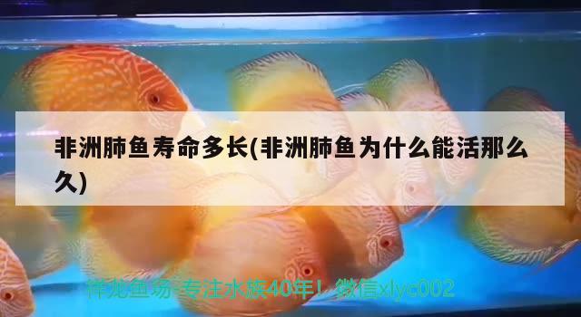 非洲肺魚壽命多長(非洲肺魚為什么能活那么久) 肺魚