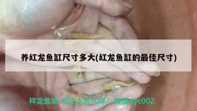 養(yǎng)紅龍魚缸尺寸多大(紅龍魚缸的最佳尺寸) 一眉道人魚苗