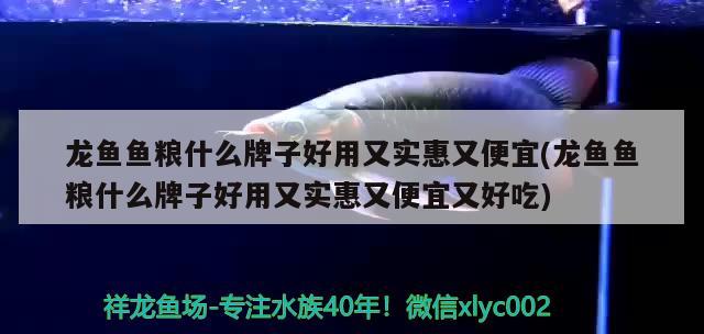 龍魚魚糧什么牌子好用又實惠又便宜(龍魚魚糧什么牌子好用又實惠又便宜又好吃)