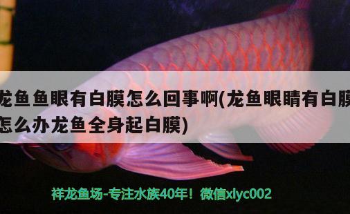 龍魚(yú)魚(yú)眼有白膜怎么回事啊(龍魚(yú)眼睛有白膜怎么辦龍魚(yú)全身起白膜)