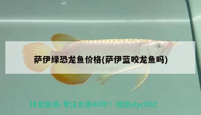 薩伊綠恐龍魚價格(薩伊藍咬龍魚嗎) 薩伊藍魚