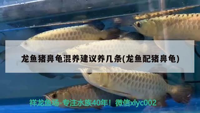 龍魚豬鼻龜混養(yǎng)建議養(yǎng)幾條(龍魚配豬鼻龜)