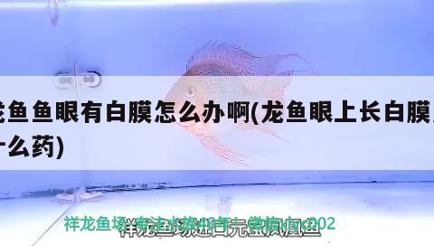 龍魚魚眼有白膜怎么辦啊(龍魚眼上長白膜用什么藥)