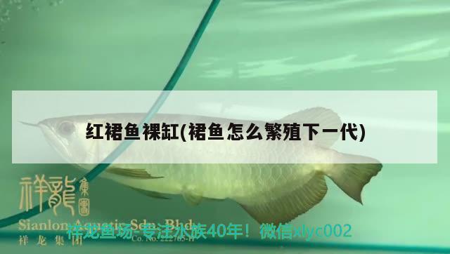 紅裙魚裸缸(裙魚怎么繁殖下一代) 觀賞魚