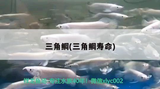 三角鯛(三角鯛壽命) 觀賞魚 第2張