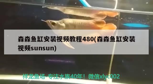 森森魚缸安裝視頻教程480(森森魚缸安裝視頻sunsun) 杰西卡恐龍魚