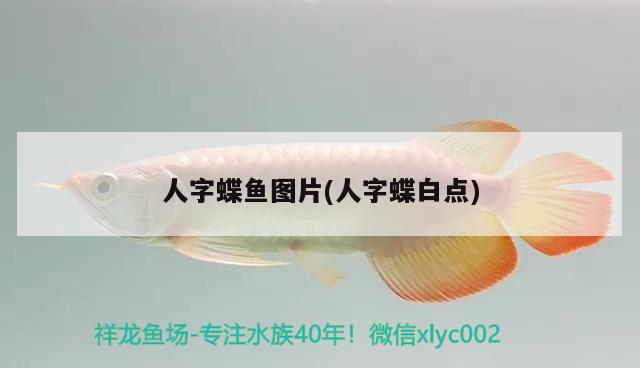 人字蝶魚圖片(人字蝶白點)