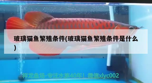 玻璃貓魚繁殖條件(玻璃貓魚繁殖條件是什么)