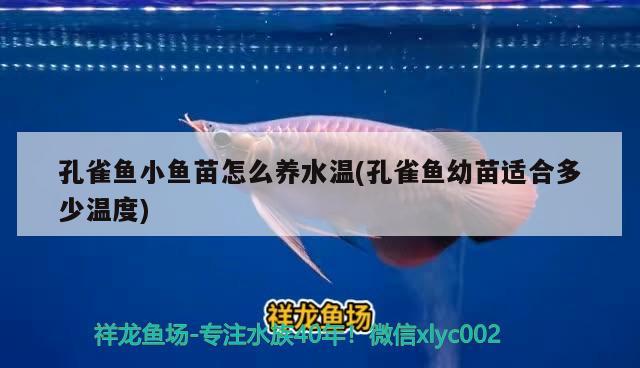 孔雀魚小魚苗怎么養(yǎng)水溫(孔雀魚幼苗適合多少溫度)