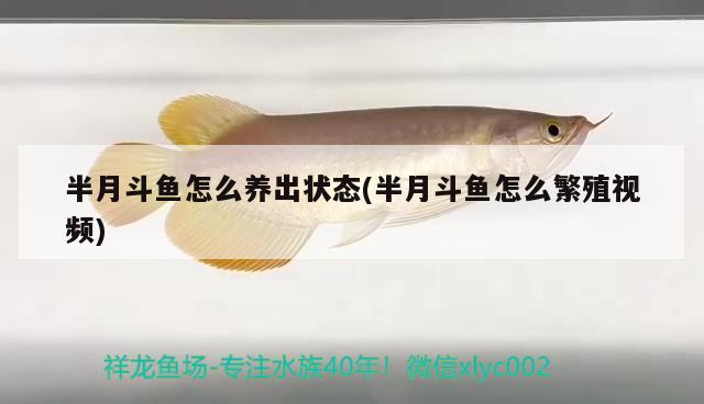 半月斗魚怎么養(yǎng)出狀態(tài)(半月斗魚怎么繁殖視頻) 觀賞魚