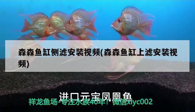 森森魚缸側濾安裝視頻(森森魚缸上濾安裝視頻) 二氧化碳設備