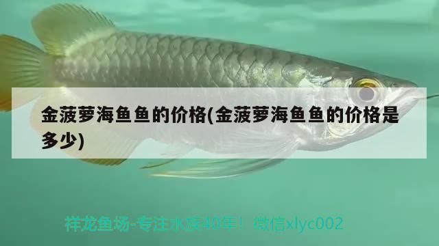 金菠蘿海魚魚的價(jià)格(金菠蘿海魚魚的價(jià)格是多少) 觀賞魚