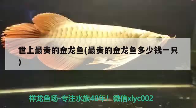 世上最貴的金龍魚(最貴的金龍魚多少錢一只)