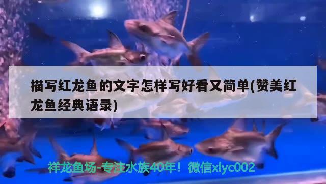 描寫紅龍魚的文字怎樣寫好看又簡單(贊美紅龍魚經(jīng)典語錄)