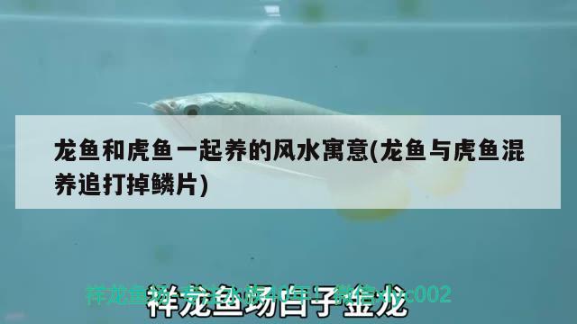 龍魚和虎魚一起養(yǎng)的風(fēng)水寓意(龍魚與虎魚混養(yǎng)追打掉鱗片)