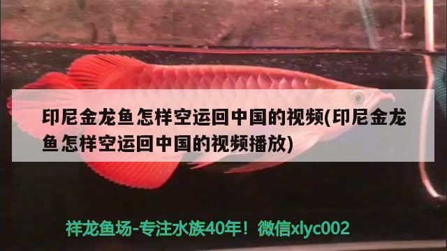 印尼金龍魚怎樣空運回中國的視頻(印尼金龍魚怎樣空運回中國的視頻播放)