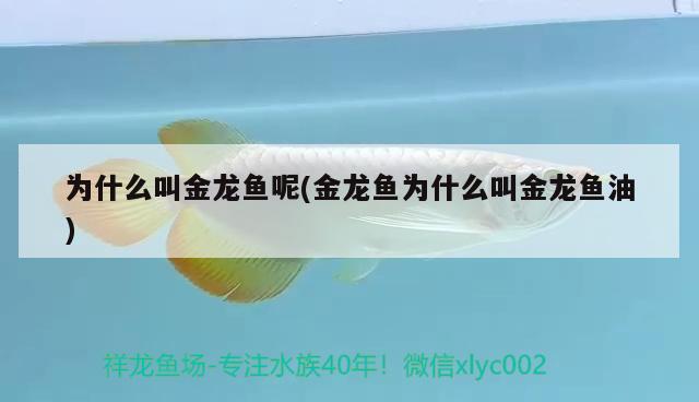 為什么叫金龍魚(yú)呢(金龍魚(yú)為什么叫金龍魚(yú)油) 魚(yú)缸風(fēng)水