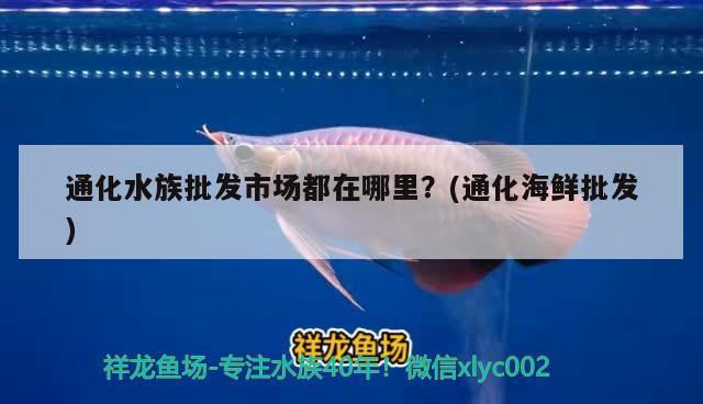 通化水族批發(fā)市場都在哪里？(通化海鮮批發(fā))