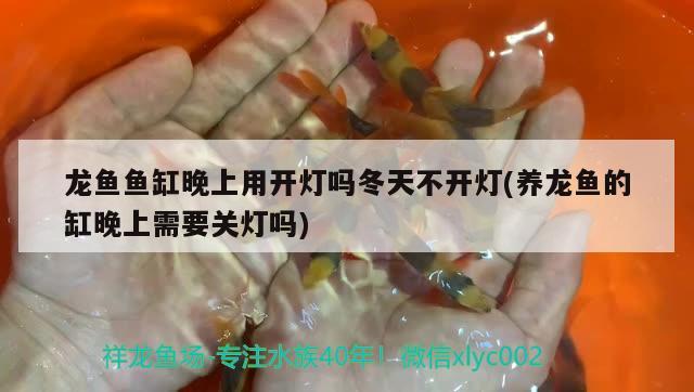 龍魚魚缸晚上用開燈嗎冬天不開燈(養(yǎng)龍魚的缸晚上需要關(guān)燈嗎)