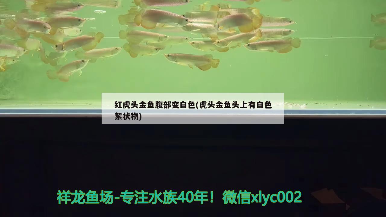 紅虎頭金魚腹部變白色(虎頭金魚頭上有白色絮狀物) 觀賞魚