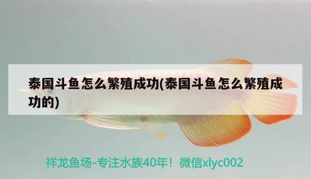 泰國(guó)斗魚(yú)怎么繁殖成功(泰國(guó)斗魚(yú)怎么繁殖成功的)