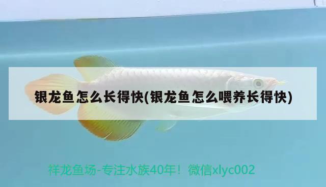 銀龍魚怎么長得快(銀龍魚怎么喂養(yǎng)長得快)