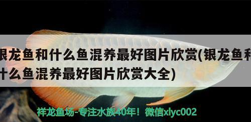 銀龍魚和什么魚混養(yǎng)最好圖片欣賞(銀龍魚和什么魚混養(yǎng)最好圖片欣賞大全) 銀龍魚百科