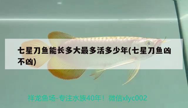 七星刀魚能長多大最多活多少年(七星刀魚兇不兇) 觀賞魚