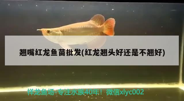 翹嘴紅龍魚苗批發(fā)(紅龍翹頭好還是不翹好)