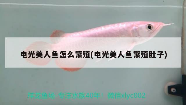 電光美人魚(yú)怎么繁殖(電光美人魚(yú)繁殖肚子) 觀賞魚(yú)