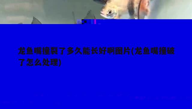 龍魚嘴撞裂了多久能長好啊圖片(龍魚嘴撞破了怎么處理)