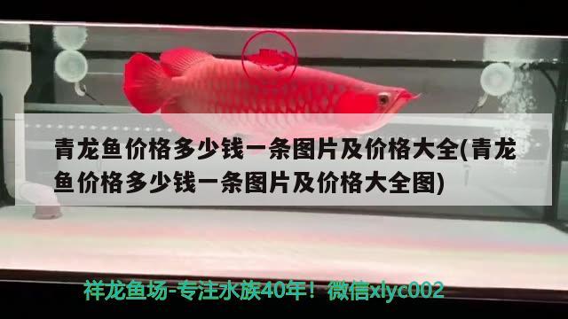 青龍魚價(jià)格多少錢一條圖片及價(jià)格大全(青龍魚價(jià)格多少錢一條圖片及價(jià)格大全圖) 青龍魚