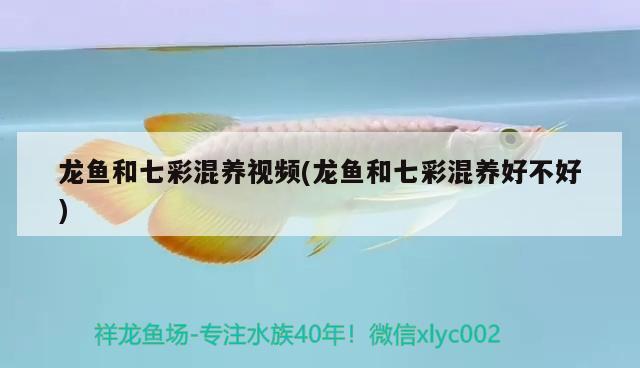 龍魚(yú)和七彩混養(yǎng)視頻(龍魚(yú)和七彩混養(yǎng)好不好) 可麗愛(ài)魚(yú)缸